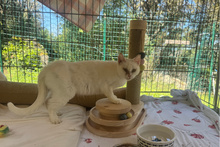FLOCKE, Katze, Europäisch Kurzhaar in Italien - Bild 5