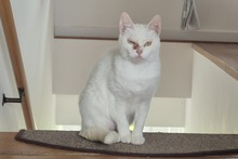 FLOCKE, Katze, Europäisch Kurzhaar in Salzkotten