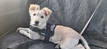 SWEET, Hund, Mischlingshund in Italien - Bild 10