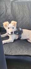 SWEET, Hund, Mischlingshund in Italien - Bild 11