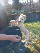 SWEET, Hund, Mischlingshund in Italien - Bild 3