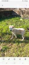 SWEET, Hund, Mischlingshund in Italien - Bild 4