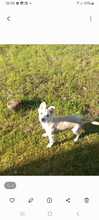 SWEET, Hund, Mischlingshund in Italien - Bild 5