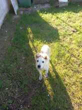 SWEET, Hund, Mischlingshund in Italien - Bild 6