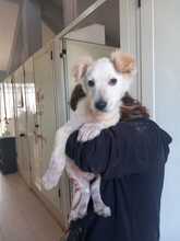 SWEET, Hund, Mischlingshund in Italien - Bild 7