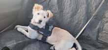 SWEET, Hund, Mischlingshund in Italien - Bild 9
