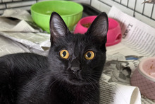 PANTERA, Katze, Bombay Cat-Mix in Italien - Bild 1