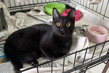 PANTERA, Katze, Bombay Cat-Mix in Italien - Bild 2