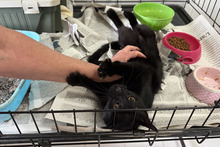 PANTERA, Katze, Bombay Cat-Mix in Italien - Bild 3