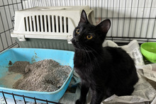 PANTERA, Katze, Bombay Cat-Mix in Italien - Bild 4