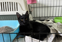 PANTERA, Katze, Bombay Cat-Mix in Italien - Bild 5