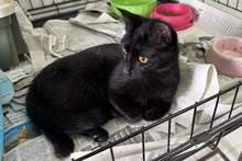 PANTERA, Katze, Bombay Cat-Mix in Italien - Bild 6