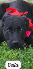 BELLA, Hund, Mischlingshund in Italien - Bild 1
