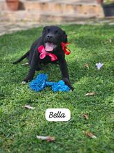 BELLA, Hund, Mischlingshund in Italien - Bild 2