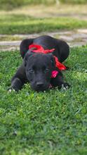 BELLA, Hund, Mischlingshund in Italien - Bild 3