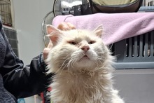BIANCONE, Katze, Türkisch Van-Mix in Italien - Bild 1