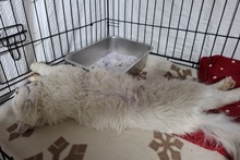 BIANCONE, Katze, Türkisch Van-Mix in Italien - Bild 2
