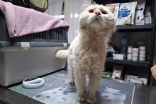 BIANCONE, Katze, Türkisch Van-Mix in Italien - Bild 3