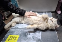 BIANCONE, Katze, Türkisch Van-Mix in Italien - Bild 4