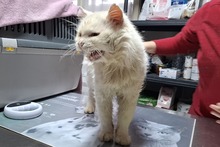 BIANCONE, Katze, Türkisch Van-Mix in Italien - Bild 5