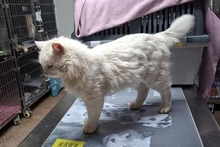 BIANCONE, Katze, Türkisch Van-Mix in Italien - Bild 6
