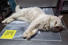 BIANCONE, Katze, Türkisch Van-Mix in Italien - Bild 7