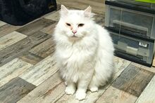 BIANCONE, Katze, Türkisch Van-Mix in Birkenau