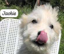 JACKY, Hund, Mischlingshund in Italien - Bild 1