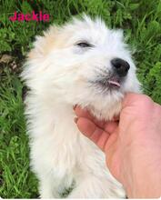JACKY, Hund, Mischlingshund in Italien - Bild 2