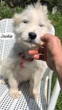 JACKY, Hund, Mischlingshund in Italien - Bild 3