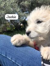 JACKY, Hund, Mischlingshund in Italien - Bild 4