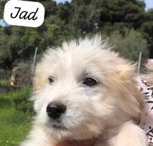 JACKY, Hund, Mischlingshund in Italien - Bild 5
