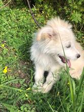 JACKY, Hund, Mischlingshund in Italien - Bild 6