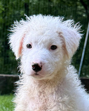 BULLO, Hund, Maremmano-Mix in Italien - Bild 1