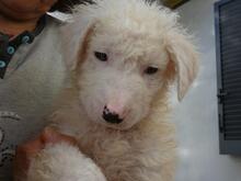 BULLO, Hund, Maremmano-Mix in Italien - Bild 10