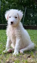 BULLO, Hund, Maremmano-Mix in Italien - Bild 2