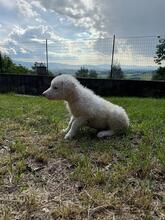 BULLO, Hund, Maremmano-Mix in Italien - Bild 3