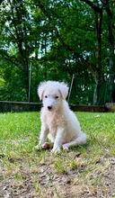 BULLO, Hund, Maremmano-Mix in Italien - Bild 5