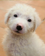 BULLO, Hund, Maremmano-Mix in Italien - Bild 6