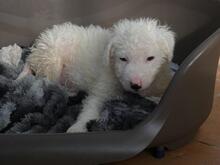 BULLO, Hund, Maremmano-Mix in Italien - Bild 7