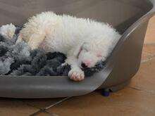 BULLO, Hund, Maremmano-Mix in Italien - Bild 8
