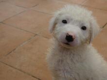 BULLO, Hund, Maremmano-Mix in Italien - Bild 9