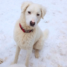 BULLO, Hund, Maremmano-Mix in Laubach