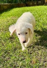 BOSS, Hund, Maremmano-Mix in Italien - Bild 1