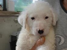 BOSS, Hund, Maremmano-Mix in Italien - Bild 10