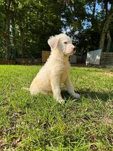 BOSS, Hund, Maremmano-Mix in Italien - Bild 2