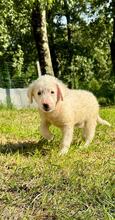 BOSS, Hund, Maremmano-Mix in Italien - Bild 4