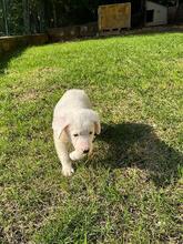 BOSS, Hund, Maremmano-Mix in Italien - Bild 5