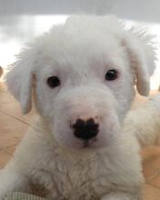 BOSS, Hund, Maremmano-Mix in Italien - Bild 6