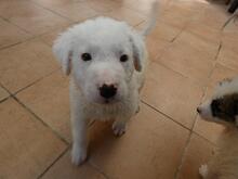 BOSS, Hund, Maremmano-Mix in Italien - Bild 7